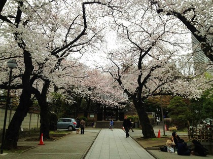 2015桜.JPG
