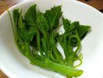 カボチャの新芽