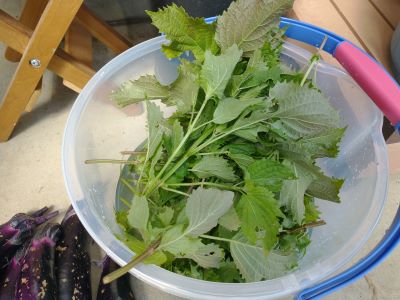 2025-07-14 026 - コピー.jpg