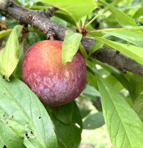 IMG_3135 - コピー.JPG