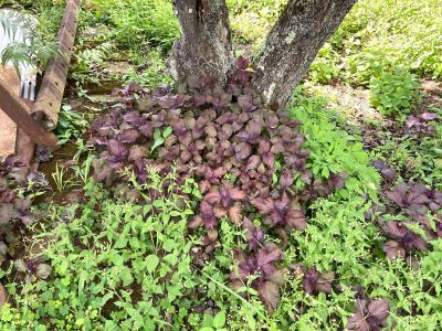 IMG_4433赤ジソ.JPG