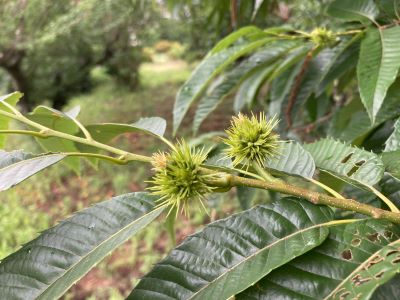 IMG_2929 - コピー.JPG