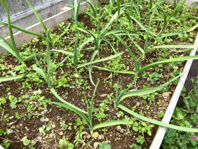 IMG_8041 - コピー.JPG