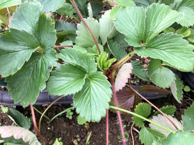 IMG_8046 - コピー.JPG