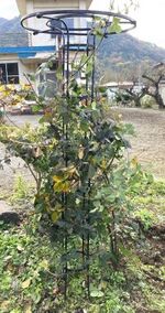 ブラックベリー③