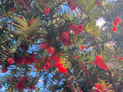 IMG_8742 - コピー.JPG