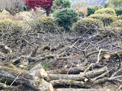 IMG_8382 - コピー.JPG