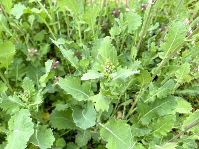 IMG_2847 - コピー.JPG