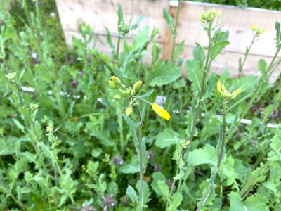 IMG_2848 - コピー.JPG