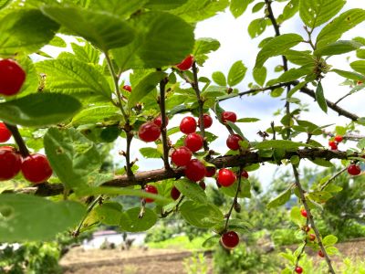 IMG_6605 - コピー.JPG